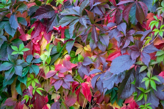 Kleurrijke bladeren van wilde druiven in de herfst