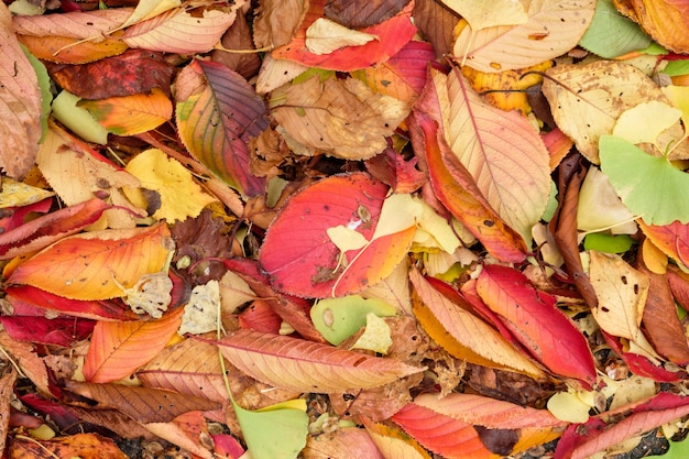 Kleurrijke bladeren vers en droog op aarde in de herfsttuin