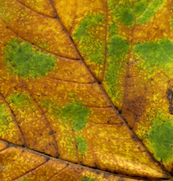 Kleurrijke bladtextuur