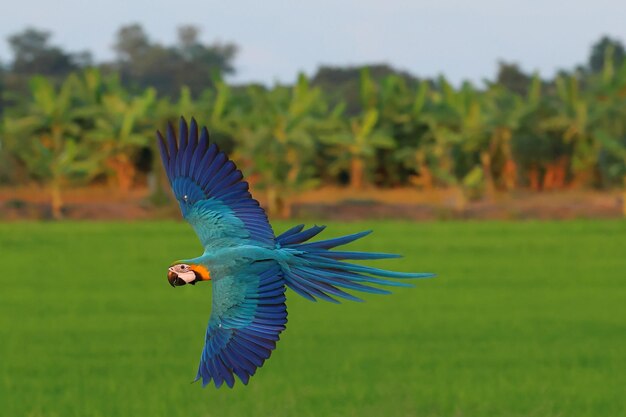Kleurrijke blauwe en gouden ara papegaai vliegend op de rijstvelden Vrije vliegende vogel