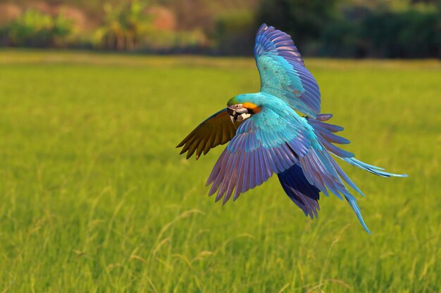 Kleurrijke blauwe en gouden ara-papegaaien vliegen op de rijstvelden Vrije vliegende vogel