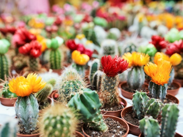 kleurrijke bloeiende cactussen achtergrond