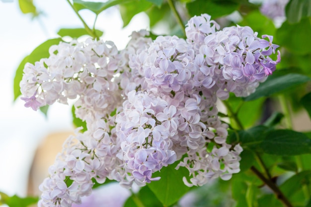 Kleurrijke bloeiende takken van sering in de lentetuin