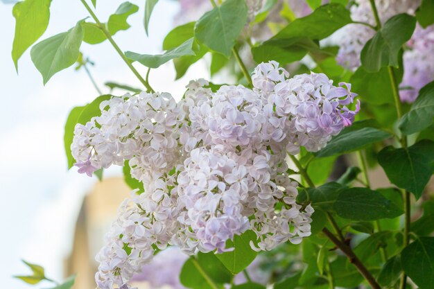 Kleurrijke bloeiende takken van sering in de lentetuin