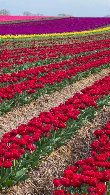 Kleurrijke bloeiende tulpenvelden op een bewolkte dag in Nederland