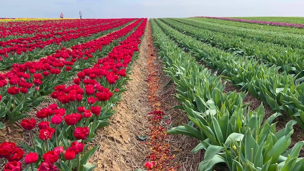 Kleurrijke bloeiende tulpenvelden op een bewolkte dag in Nederland