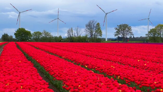 Kleurrijke bloeiende tulpenvelden op een bewolkte dag in Nederland