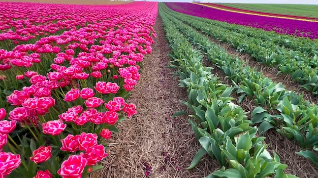 Kleurrijke bloeiende tulpenvelden op een bewolkte dag in Nederland