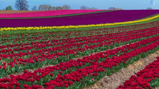 Kleurrijke bloeiende tulpenvelden op een bewolkte dag in Nederland