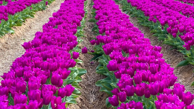 Foto kleurrijke bloeiende tulpenvelden op een bewolkte dag in nederland