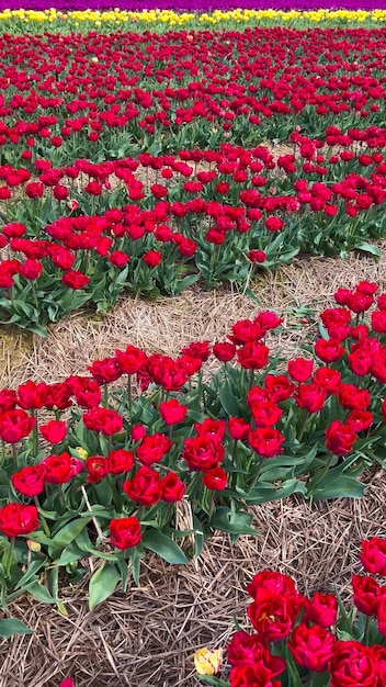 Kleurrijke bloeiende tulpenvelden op een bewolkte dag in Nederland