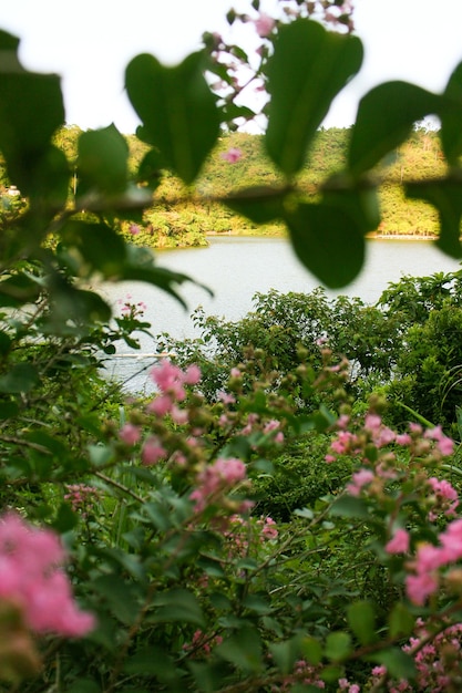 Kleurrijke Bloem In Bloei Achtergrond