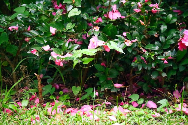 Kleurrijke Bloem In Bloei Achtergrond