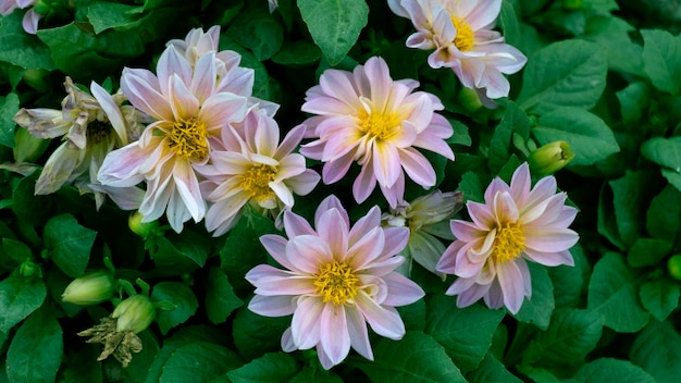 Kleurrijke bloem in de tuin Een mooie bloem in de tuin