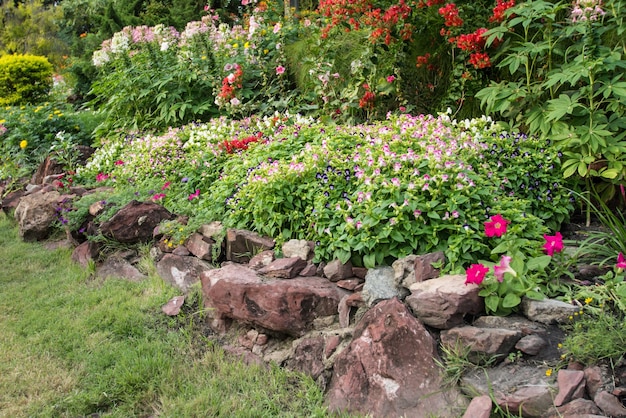 kleurrijke bloem in de tuin