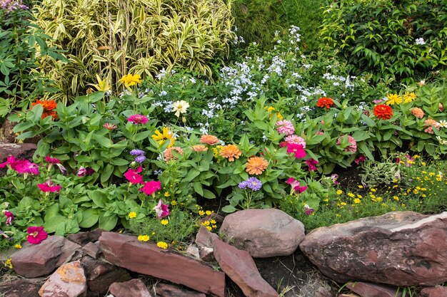 kleurrijke bloem in de tuin