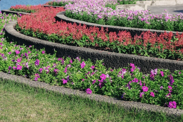 Kleurrijke bloem in de tuin.