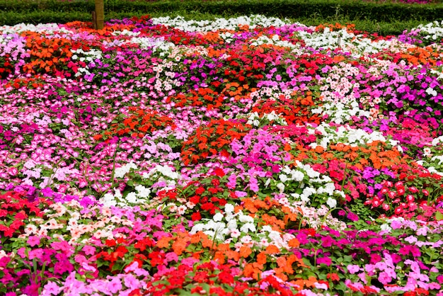 Kleurrijke bloem in de tuin