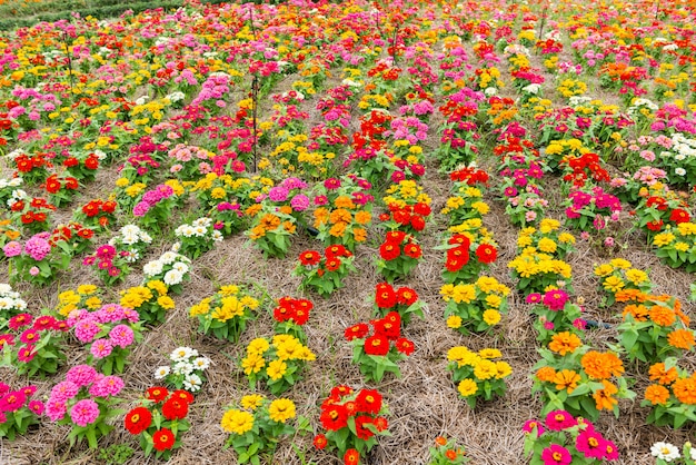 Kleurrijke bloem in de tuin
