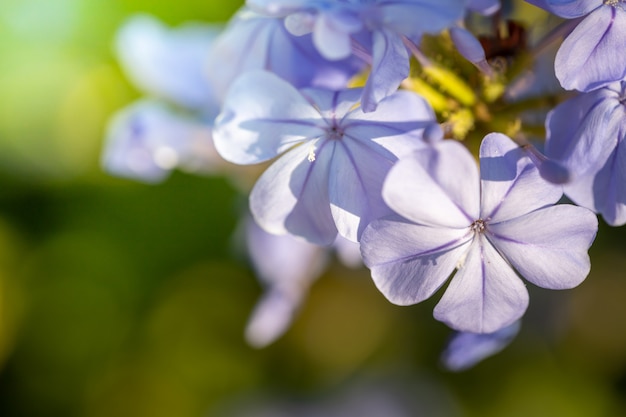 Kleurrijke bloem in de tuin