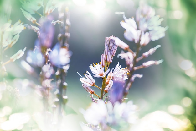 Kleurrijke bloem