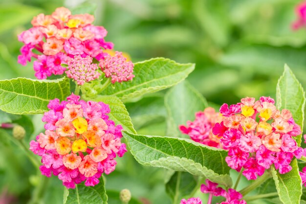 Kleurrijke bloem