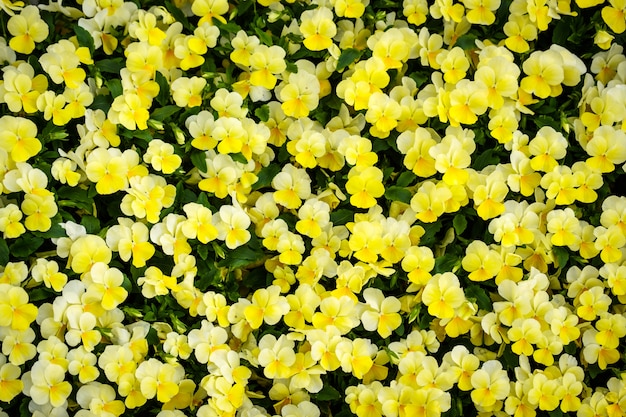 Kleurrijke bloemachtergrond in de tuin van de de zomerkas