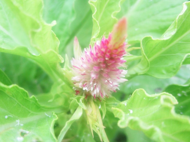 Kleurrijke bloemen en groene natuur