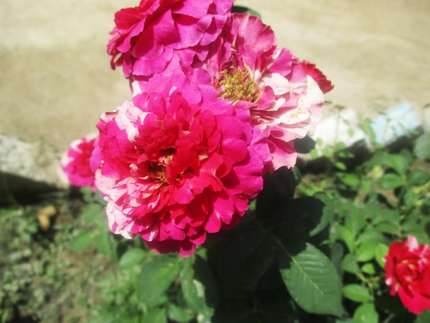 Kleurrijke bloemen en groene natuur