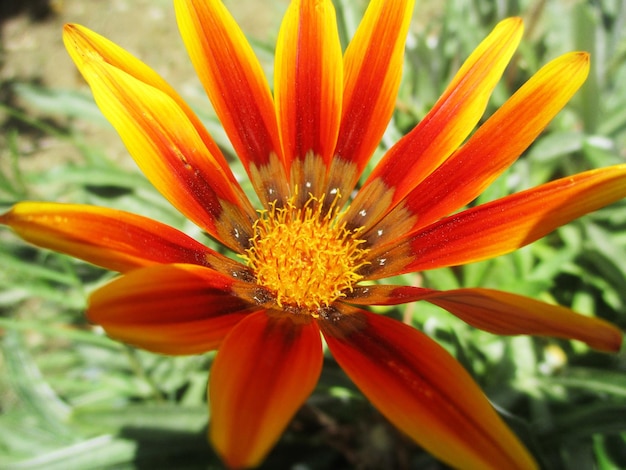 Kleurrijke bloemen en groene natuur