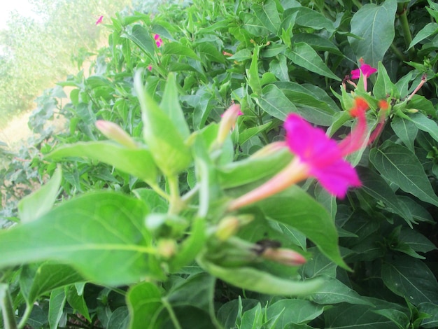 Kleurrijke bloemen en groene natuur