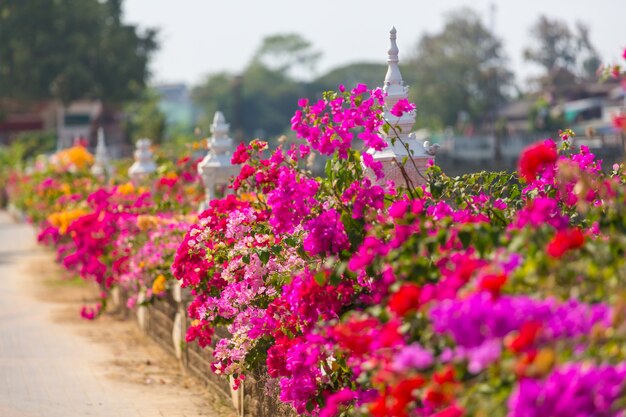 Kleurrijke bloemen in bougainvillea op straat