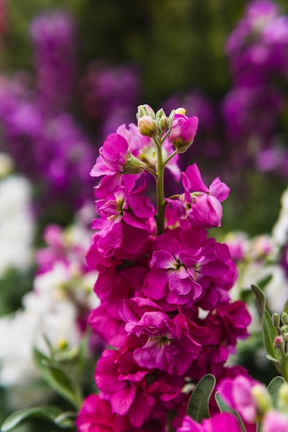 Kleurrijke bloemen in de natuur zo omringd door groene bladeren