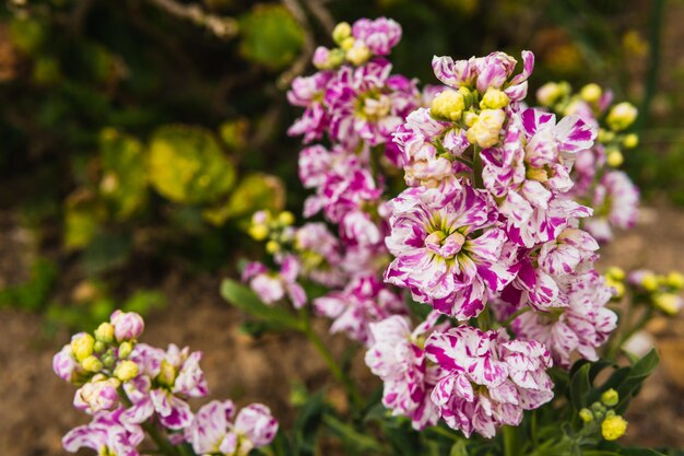 Foto kleurrijke bloemen in de natuur zo omringd door groene bladeren