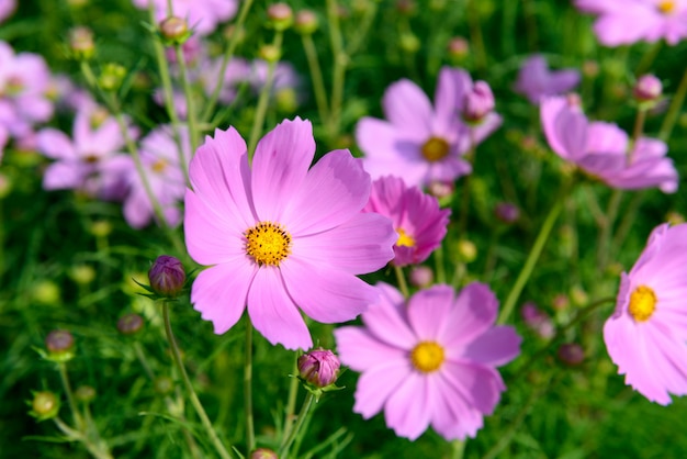 Kleurrijke bloemen in de tuin