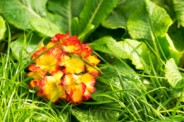 Kleurrijke bloemen in de tuin.