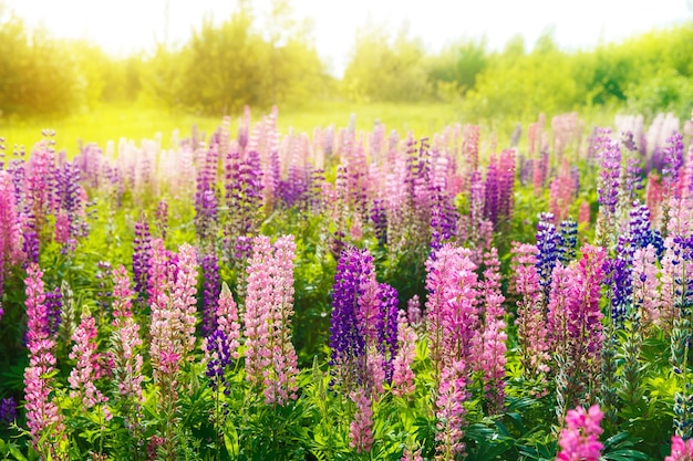 Kleurrijke bloemen in het veld bij zonsondergang