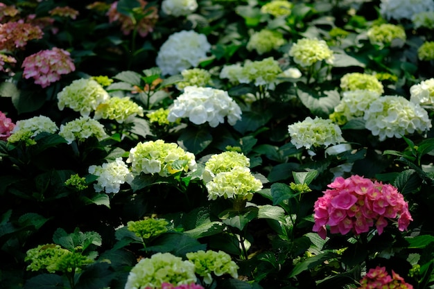 Kleurrijke bloemen in middaglicht met groene bladeren