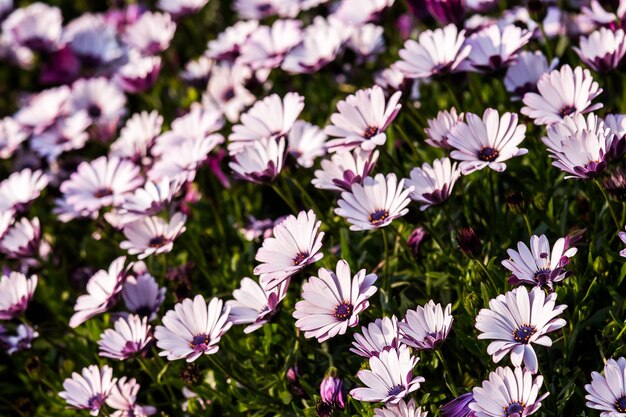 Kleurrijke bloemen in scherptediepte