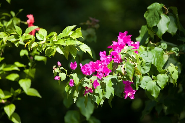 Kleurrijke bloemen op de struiken