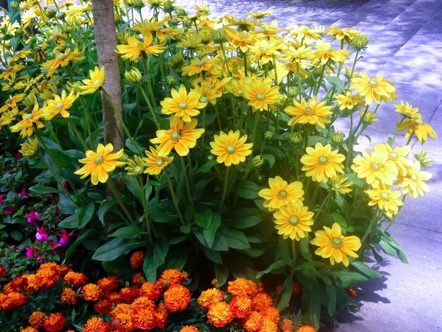 Kleurrijke bloemen van madeliefjes, goudsbloemen en fuchsia's op een bloembed in het park