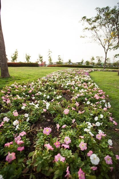 Kleurrijke bloemen.