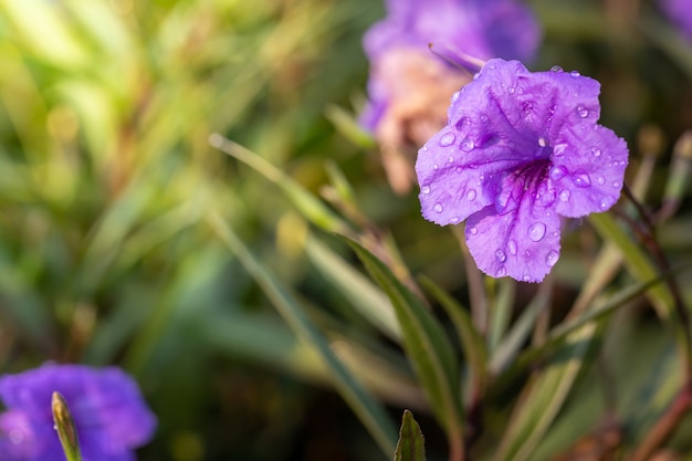 kleurrijke bloemen