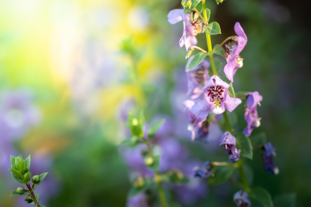 kleurrijke bloemen