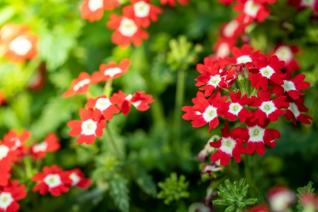 kleurrijke bloemen