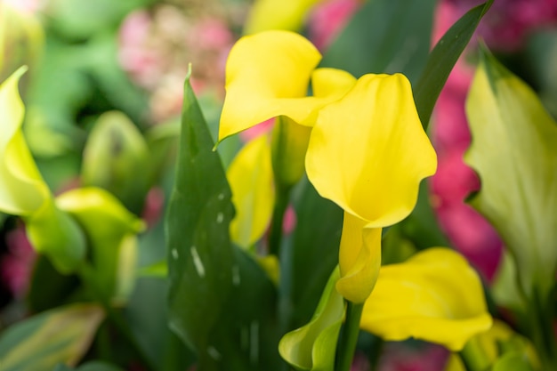 kleurrijke bloemen