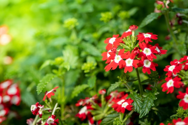 kleurrijke bloemen