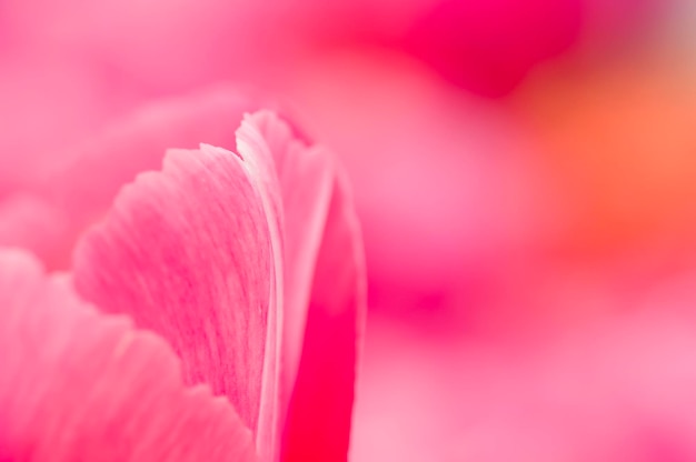 kleurrijke bloemen