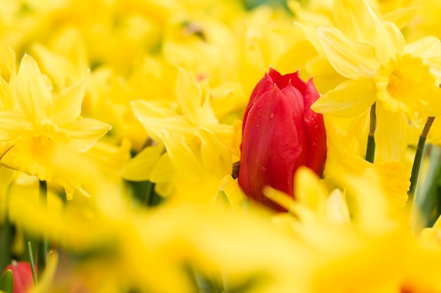 kleurrijke bloemen