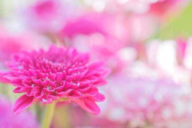 Kleurrijke bloemenchrysant met gradiënt voor achtergrond, Samenvatting, textuur, Zacht en Vaag wordt gemaakt dat